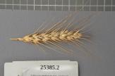 Click for 1 image(s) for this accession. Spike